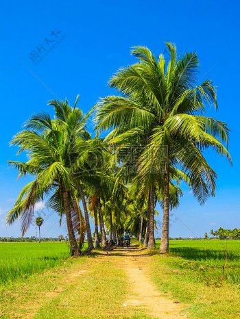 椰子树在地面通过绿色草地环绕着蓝天下