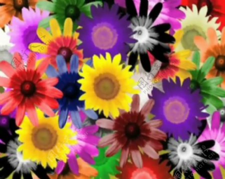 五彩缤纷植物鲜花视频素材