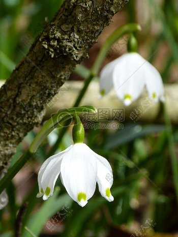 漂亮的白色小花