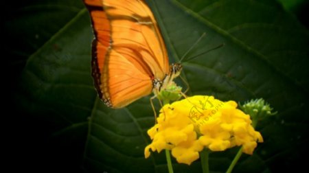 蝴蝶采花视频素材