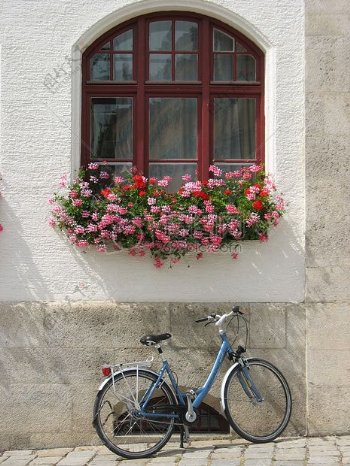 窗沿上的鲜花