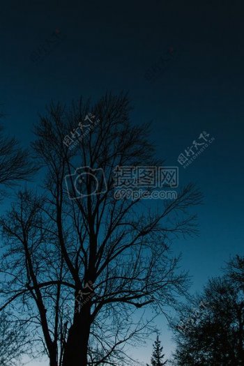 天空夜晚黑暗树枝树