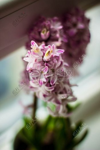 紫色白色鲜花瓣