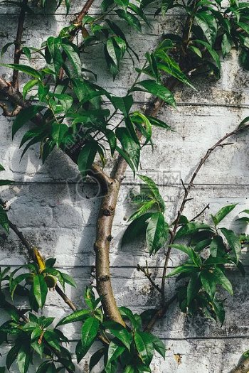 绿色Eleptical叶植物生长旁边的灰色混凝土墙