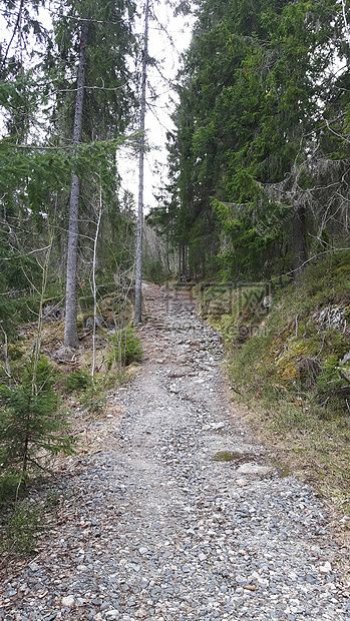 森林绿色挪威