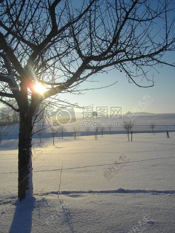 阳光在冬季树