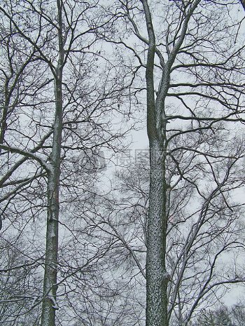 冬天里的树木