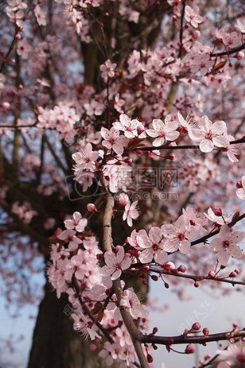 在春天樱花树