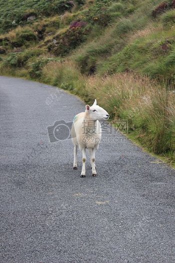 小路上的小绵羊