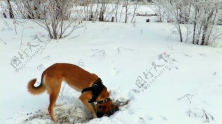 狗狗雪景视频素材