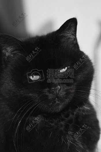 眯着眼的小黑猫
