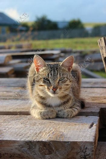 在木桩上玩耍的猫咪