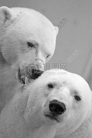 俩只可爱的北极熊