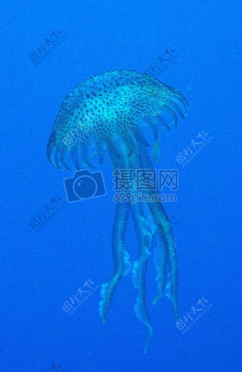 深海中发光的水母