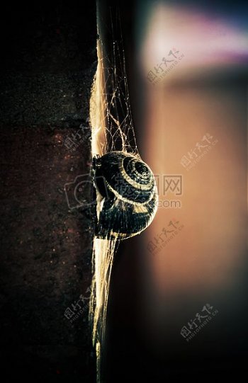 墙壁上的蜗牛