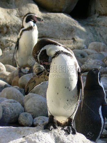 礁石上的小企鹅