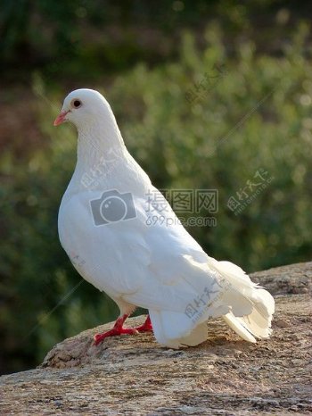 代表和平的白鸽