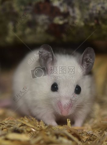 Mastomys鼠