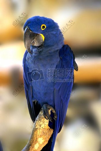 蓝色金刚鹦鹉鸟热带鸟类
