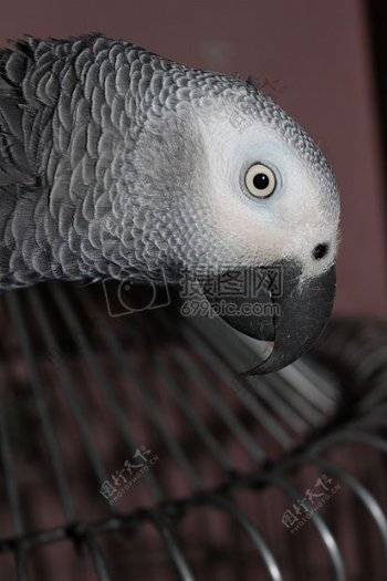 灰色鹦鹉鸟宠物