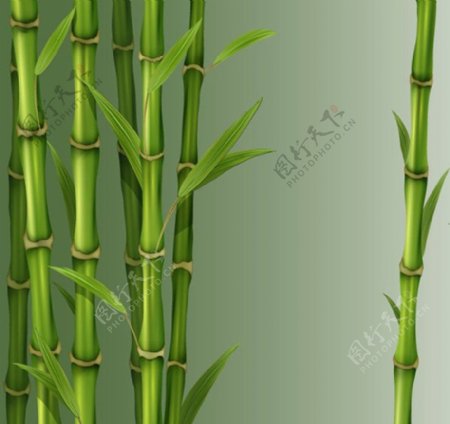 绿色竹子矢量