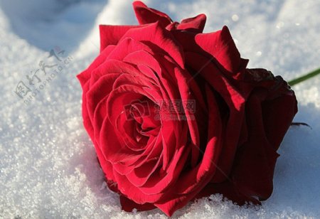 雪地里的玫瑰