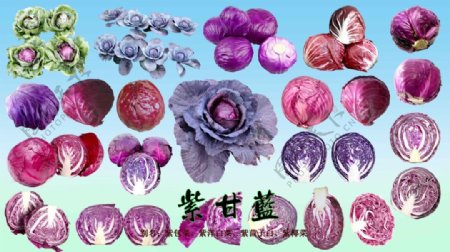 紫色甘蓝菜图片PSD分层素材