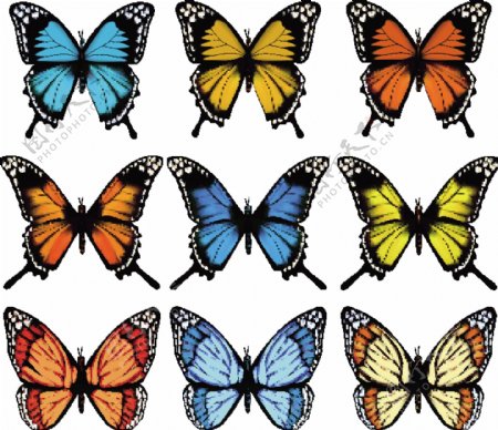 9只不同颜色的蝴蝶