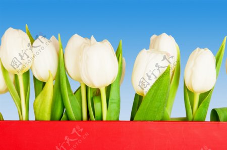 白色郁金香鲜花背景图片