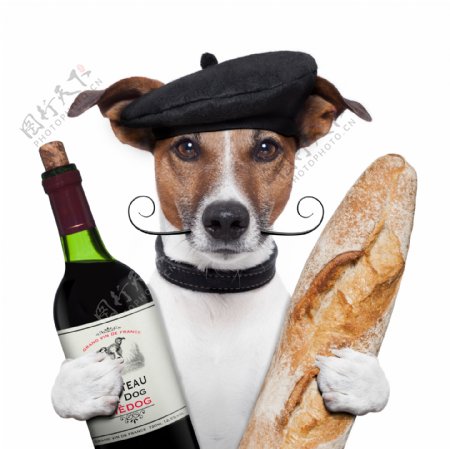 抱着红酒面包的小狗图片