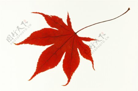 红色枫叶图片图片