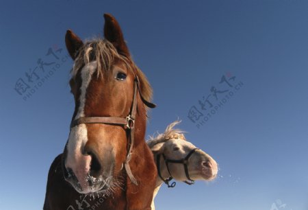 马匹摄影图片