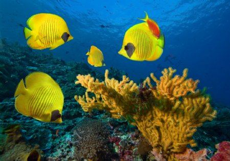 黄色鱼儿与珊瑚图片