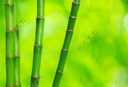 绿竹梦幻光斑背景图片