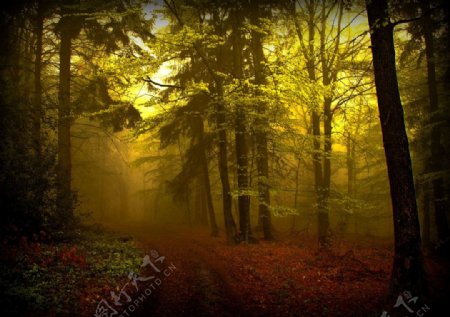 树林雾景风景图片图片