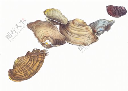 贝壳水墨画图片