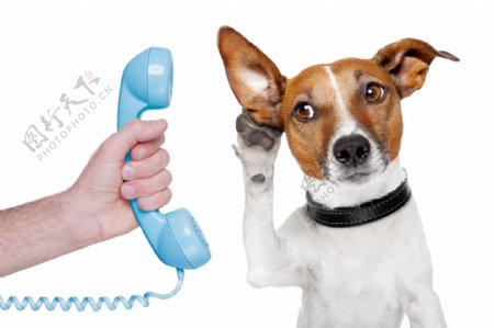 电话与小狗图片