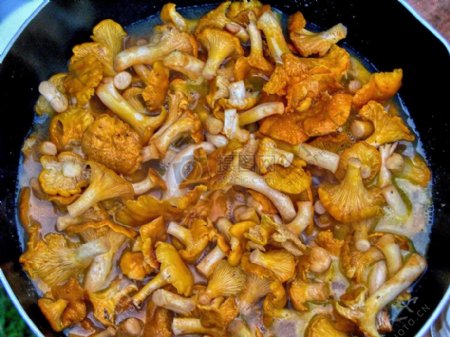 蘑菇炖鸡
