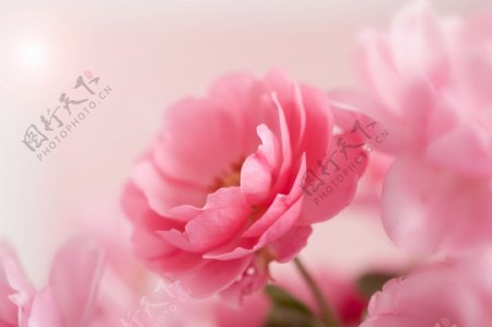梦幻背景与粉色花朵图片