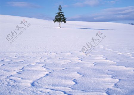 冬天美丽雪景图片