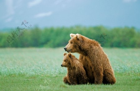 草地上的大熊与小熊图片