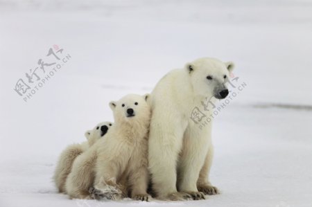 北极熊妈妈与幼崽图片