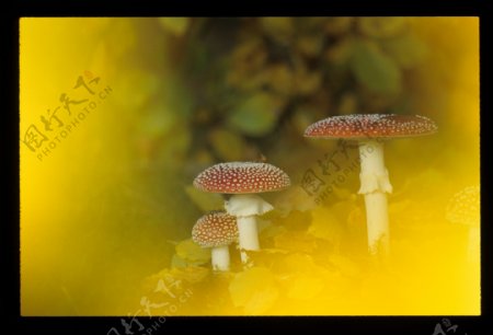 叶子中的蘑菇图片