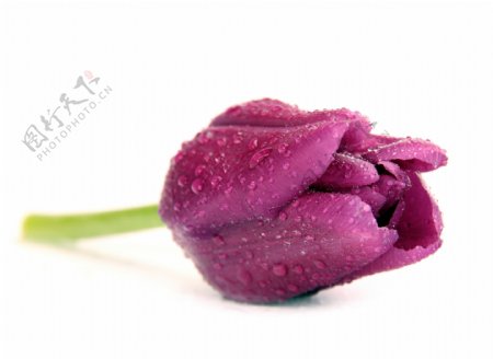 一朵紫色郁金香图片