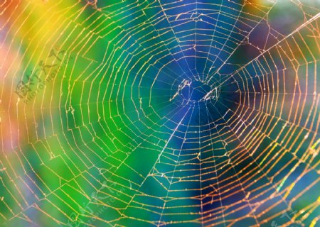 彩色阳光下的蜘蛛网图片