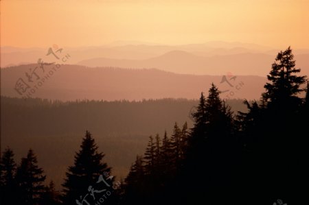 夕阳下的森林风景图片