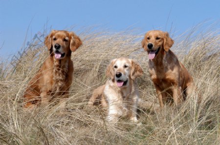 枯草丛中的三只狗图片