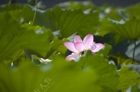 荷叶簇拥盛开的粉色荷花图片图片