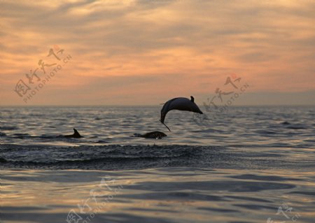 海豚摄影图片