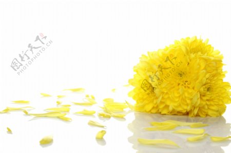 黄色菊花和花瓣图片